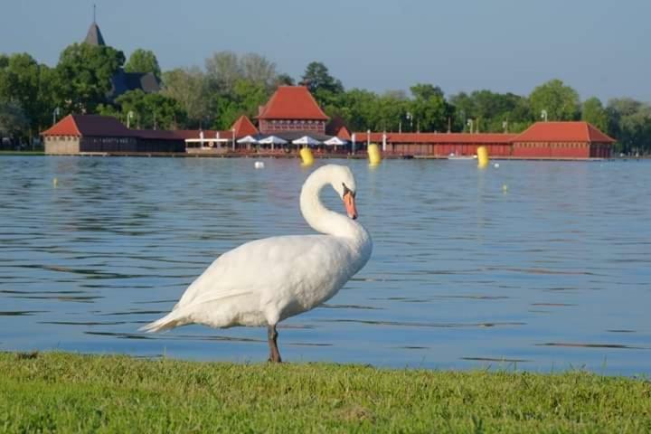 Vila Eden Palić Zewnętrze zdjęcie